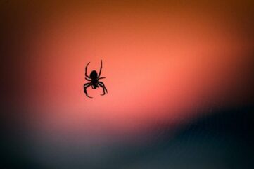 Picadura de araña, ¿qué hacer?