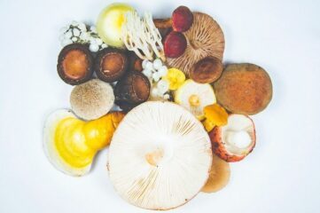 Reishi, un hongo con propiedades beneficiosas