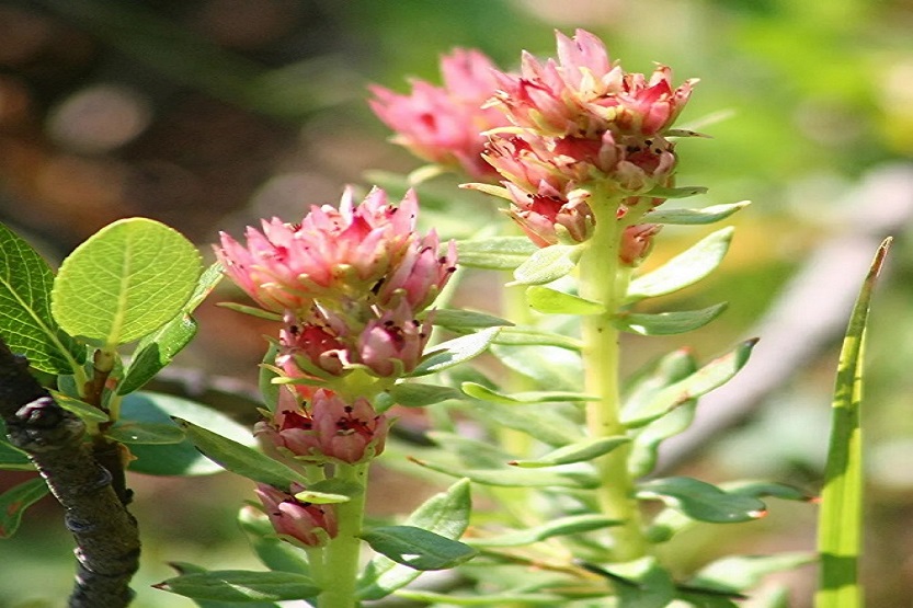 Lee más sobre el artículo Rhodiola Rosea para la fatiga