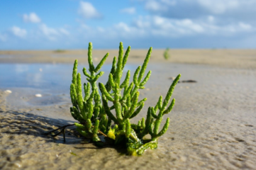 Salicornia, especie vegetal de las marismas