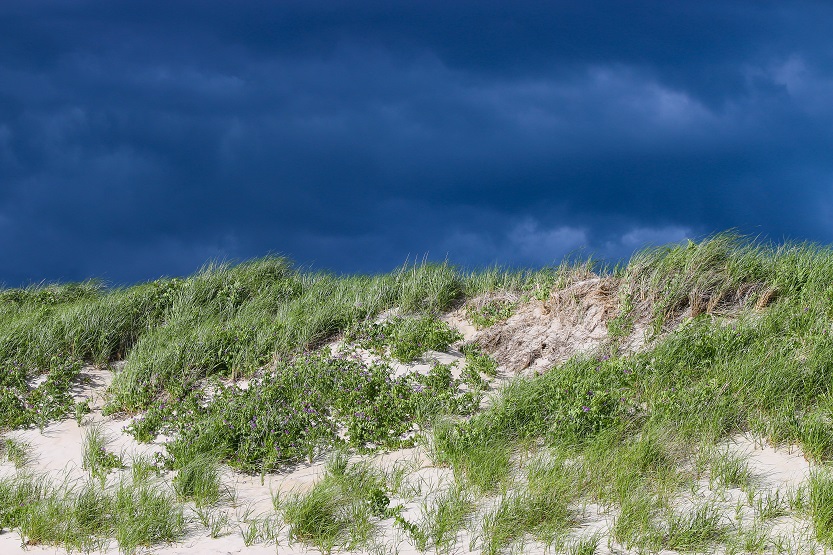 Salicornia en playas - Unsplash Brian Yurasits