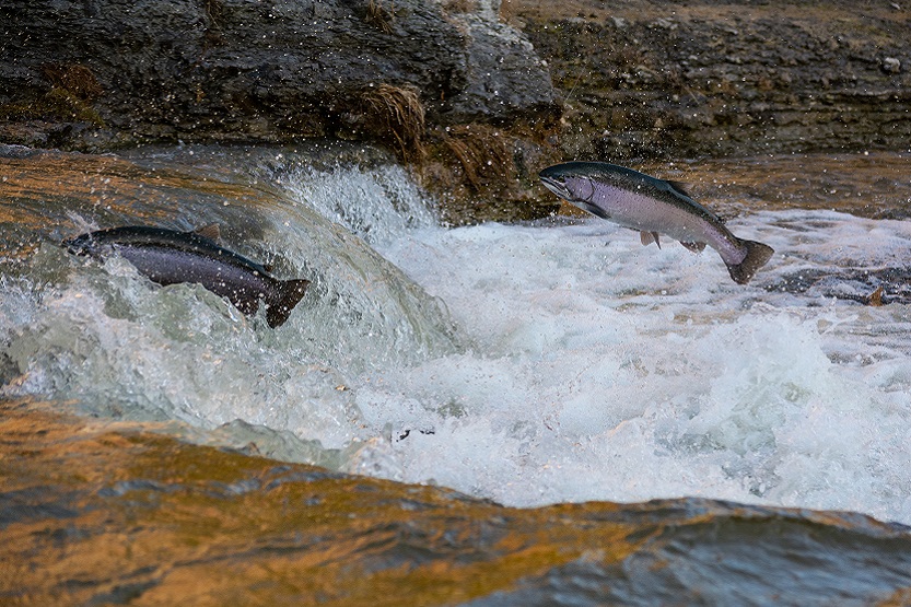 En este momento estás viendo Salmón al horno