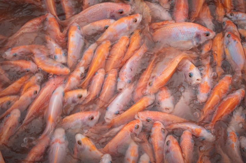 Lee más sobre el artículo Tilapia, un pescado controvertido.