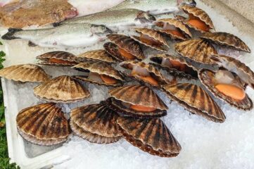 Zamburiñas, un placer en salsa o a la plancha