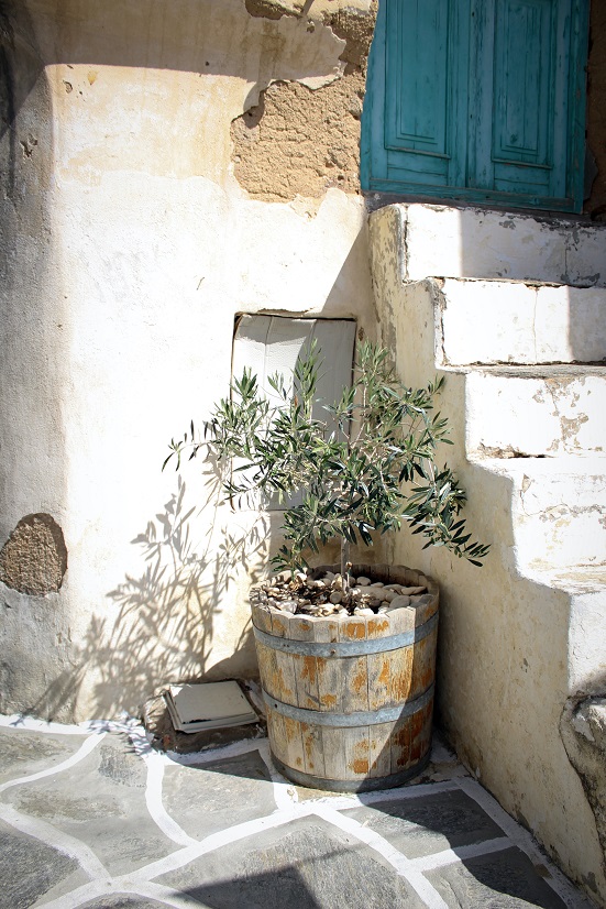 Maceta con plantón de olivo - Unsplash Apostolos Vamvouras